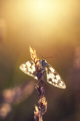 Motyl Polowiec szachownica (Melanargia galathea), letnia polana z owadami, natura, tło,  © anettastar