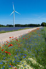 turbina witrowa i kwiaty © Marek