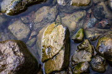 Stones washed by water and overgrown with algae, top view