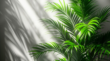 Fototapeta premium background with plant leaves and shadows
