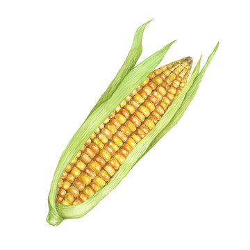 recommend clip art: Corn, yellow golden cob with green husk in watercolor. Realistic illustration of Autumn harvest plant. Fresh produce clipart for farmers market, Thanksgiving decor for cards, invitations, label, menu