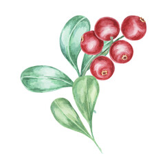 Cranberry, cowberry, lingonberry branch in watercolor. Red forest Nordic berry clipart. Autumn harvest, medicinal plant botanical illustration for labels, menu, tea, food supplements, Thanksgiving
