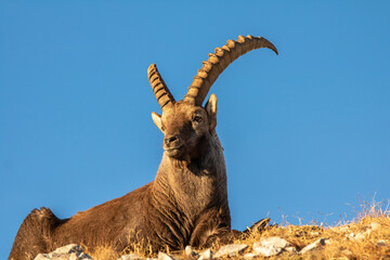Alpine ibex enjoying the last rays of sunshine in the Lechtal Alps