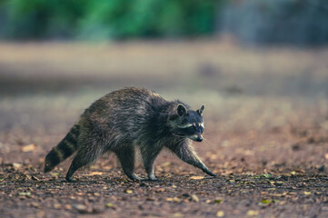 Waschb&auml;r Nachwuchs
