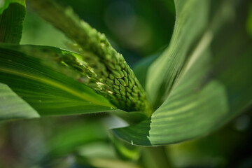 corn flowering close-up, corn crop ripening time, benefits and harm to the human body
