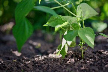 Growing pulse plants, soybean field close up low angle, legume agribusiness
