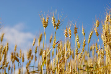 field of ripe wheat before harvest on a background of blue sky, bread production , concept wheat grains