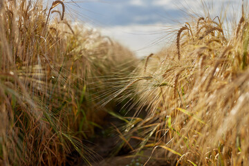 field of ripe wheat before harvest on a background of blue sky, bread production , concept wheat...