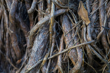 tree bark texture