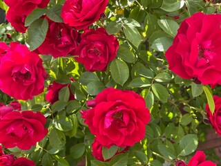 Cluster of Vibrant Red Roses Blooming on a Bush in the Garden. Rosy Thorns and Blooming Roses. Stunning Garden Botanicals for Outdoor Landscaping. Colorful Blooms and Lush Greenery.