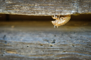 Cicada molt clings updside down to weathered barn timbers