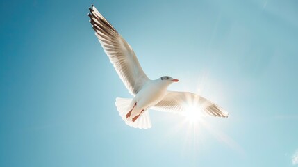 Obraz premium Seagull soars under clear sky