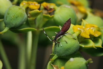 Ninfa de Dicranocephalus agilis sobre bulbo de planta euphorbia paralias. Alcoy, España