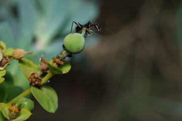 Fototapeta premium Hormiga con la mandibula abierta sobre planta euphorbia paralias, Alcoy, España