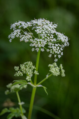 White flowers of the morning glory of the goat's foot plant.