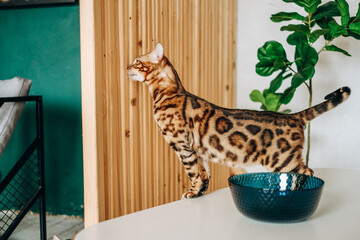 Bengal cat jumped on the table. Love for pets.