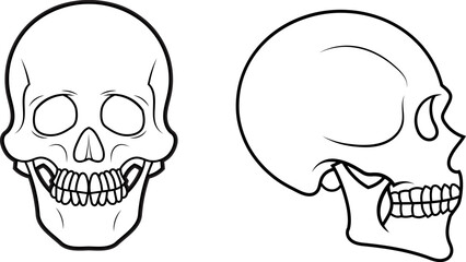 Cráneo vista de frente y vista de lado estilo cartoon en blanco y negro sin fondo.