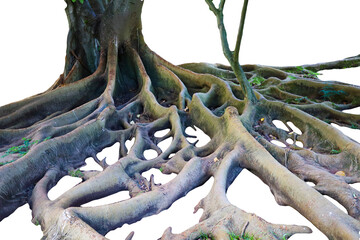 ficus tree