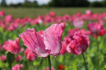 Mohnwiese im Licht der Sonne, Mohn