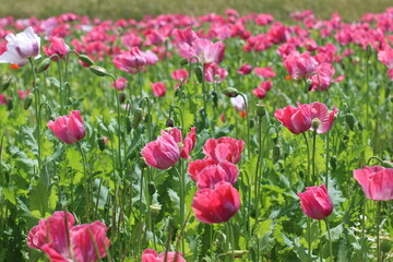 Mohnblumenfeld in Germerode