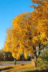 Yellow maple leaves on a tree in the park, autumn background.