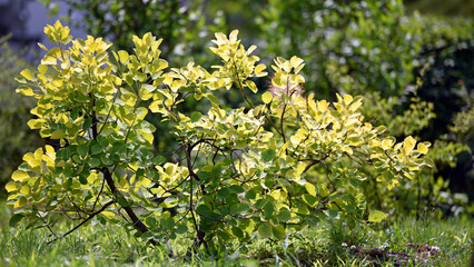 bush. young green leaves on a sunny day. city park or garden near the house. fresh green leaves. selective focus
