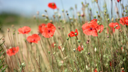 poppy flowers. natural background. Close-up red field poppy Papaver rhoeas. wildflowers. red poppy flowers