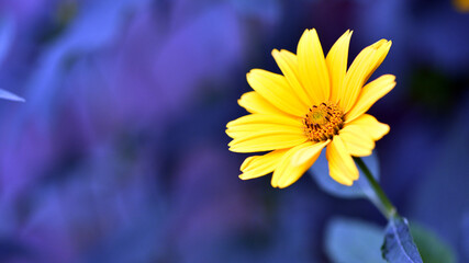 Rudbeckia Hirta, chamomile flowers in the garden. yellow daisy, close-up. yellow flowers on the flowerbed. floral background. bright chamomile isolated