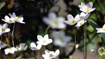 Obraz premium Anemone sylvestris. delicate flowers in the garden, in the flowerbed. floral background. white flowers. spring season. close-up