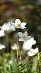 Anemone sylvestris. delicate flowers in the garden, in the flowerbed. floral background. close-up. spring season