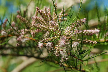 Blooming Tamarix tetrandra or Four Stamen Tamarisk twig with very fine pink flowers against blurred green. Perfect gentle concept for spring design background. Place for your text. Selective focus
