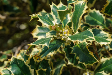 Christmas holly ilex aquifolium Argentea Marginata in public landscape city park 'Galitsky'. Close-up