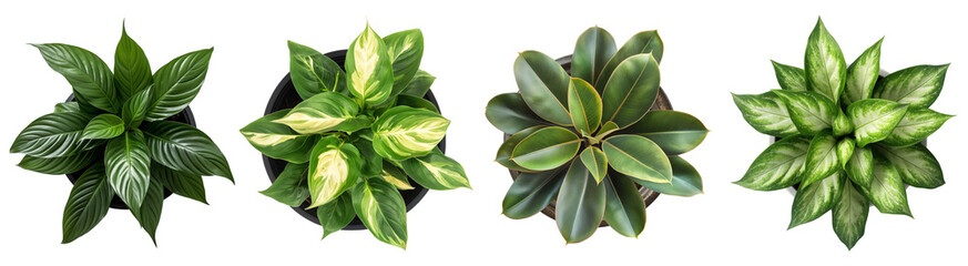 Collection of potted plants with large leaves, top down view, isolated on a transparent background