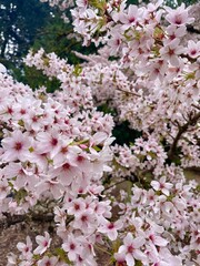 Cherry Blossoms