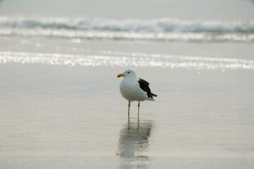 seagull on the water