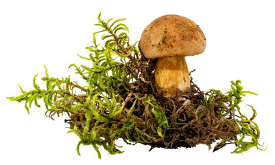 Forest mushroom with green moss on a white background. Mushroom isolate in grass