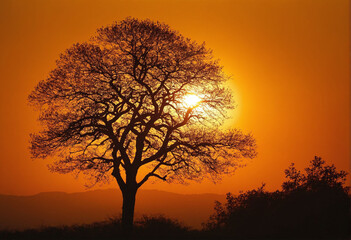 Obraz premium acacia tree in Masai Mara, Kenya