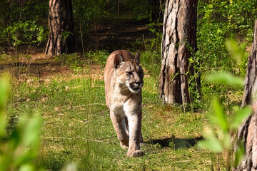 photograph of a puma in the wild