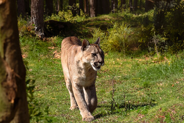 Naklejka premium photograph of a puma in the wild