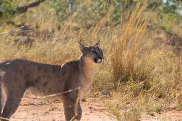 photograph of a puma in the wild