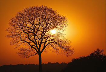 acacia tree at sunrise