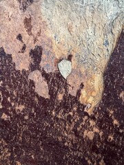 A rock with a leaf on it
