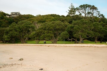 Big trees on the beach, Eastern Beach in Auckland