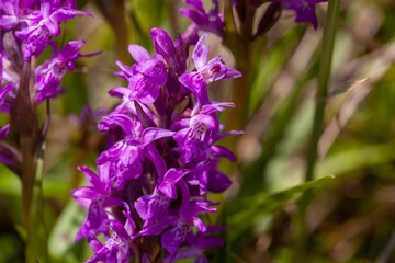 Broad-leaved marsh orchid, Dactylorhiza majalis
