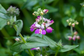 Purple Chinese houses plant, Collinsia heterophylla