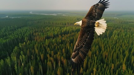 A majestic bald eagle soaring high above a dense pine forest, the vast expanse of green stretching into the horizon