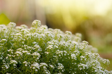 White little flowers of alyssum with out of focus light background and copy space. 