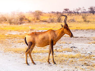 A solitary red hartebeest stands in the vast expanse of Etosha National Park, Namibia, bathed in the warm glow of sunset.
