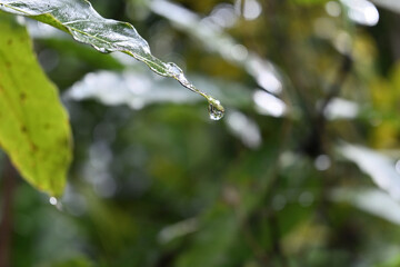 View of a water droplet hanging from a mango leaf tip after a rain