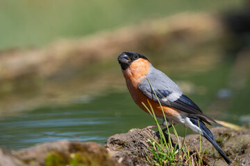 Şakrak &raquo; Eurasian Bullfinch &raquo; Pyrrhula pyrrhula